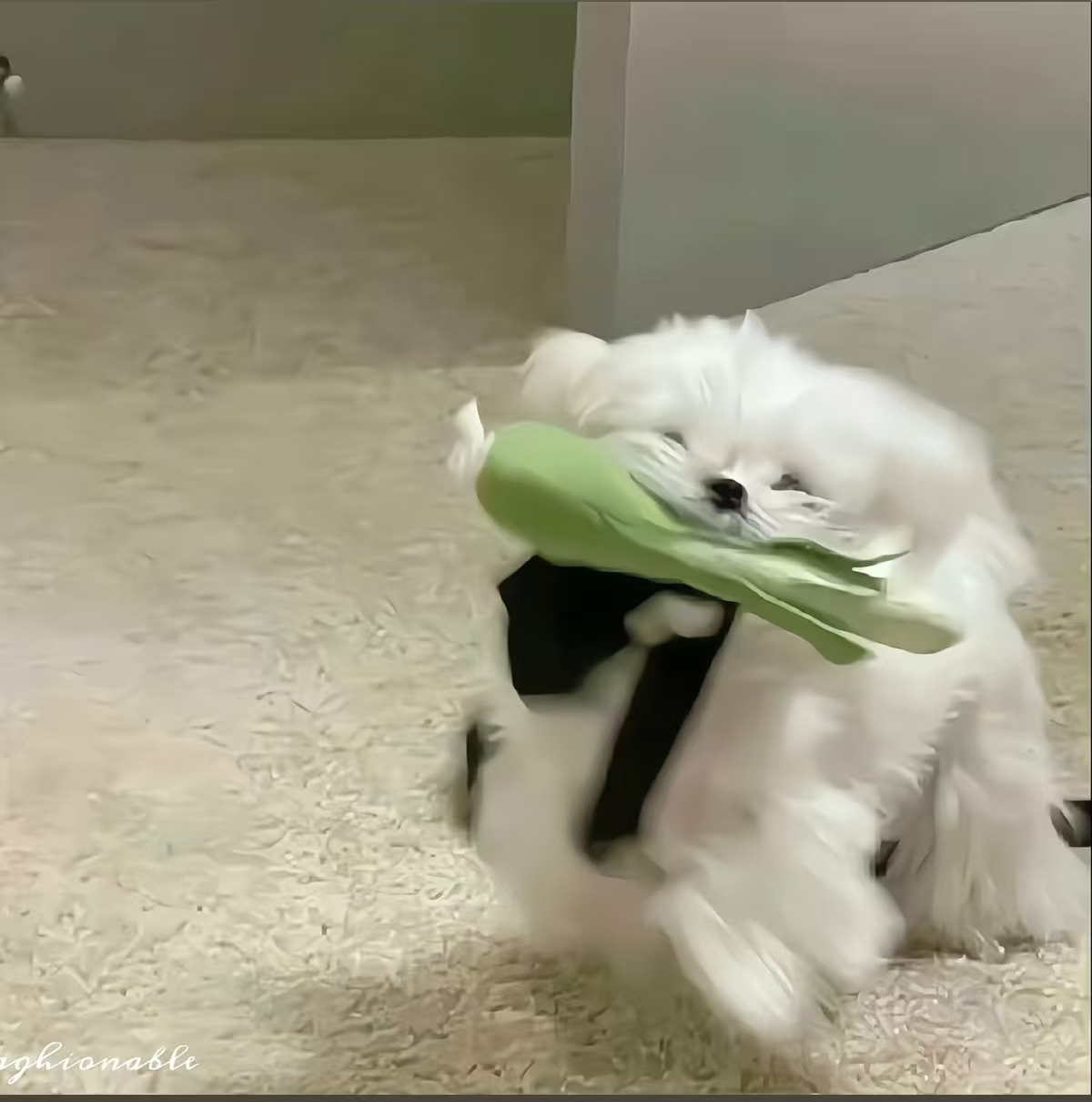 网站搭建学习